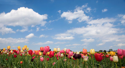 Tulpenfeld zum selber schneiden, blauer Himmel mit Wolken