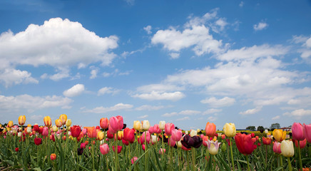 Tulpenfeld zum selber schneiden, blauer Himmel mit Wolken