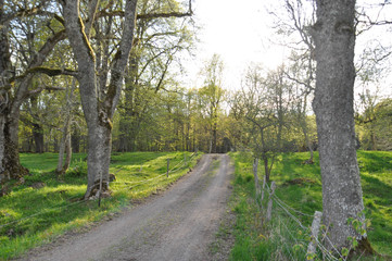 Lövskog