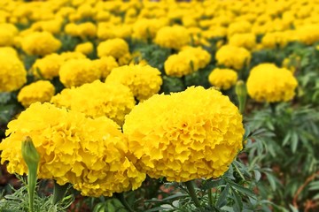 Close up Beautiful marigold. Soft focus with blurred background.