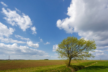 Fototapeta na wymiar Arable Farmland in Cambridgeshire on a Sunny Spring Day