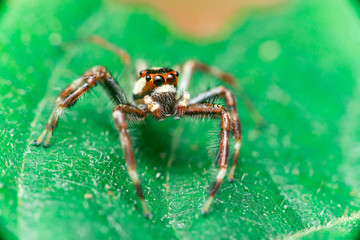 Male Two-striped Jumping Spider (Telamonia dimidiata, Salticidae) resting and crawling on a green leaf