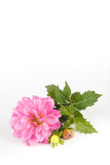 Pink dahlia flower isolated on white background