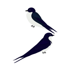 Swallow couple dark blue color of isolated on a white background art creative modern vector element for design