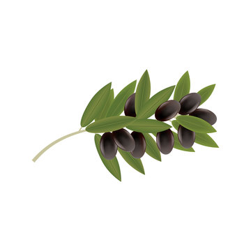 Black olives on a branch with leaves isolated on white background element for design vector illustration art creative