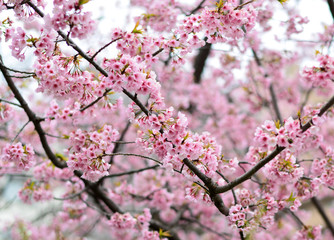 cherry bossoms in Sumda-Park Japan