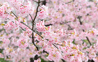 Obraz premium cherry bossoms in Sumda-Park Japan