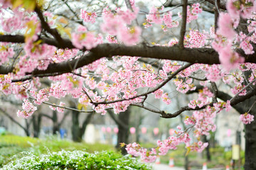 cherry bossoms in Sumda-Park Japan
