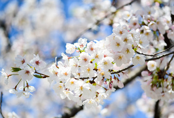 cherry bossoms in Sumda-Park Japan