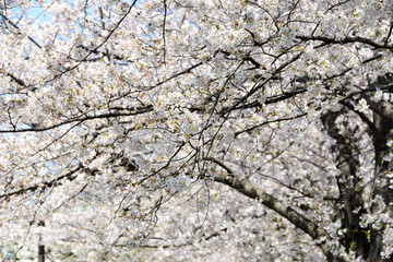 cherry bossoms in Sumda-Park Japan