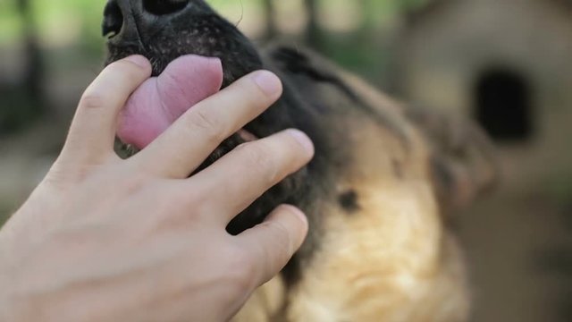 German Shepherd Dog licks owner's hand.