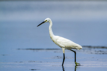 Little egret in Kalpitiya, Sri Lanka