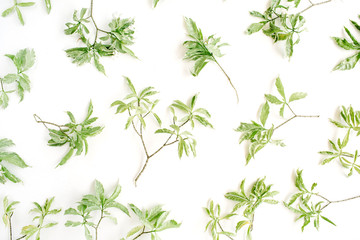 green branches pattern on white background. flat lay.
