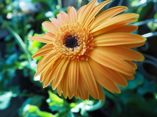 flower and the sun