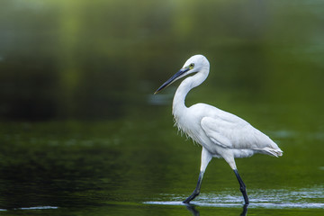 Little egret in Kalpitiya, Sri Lanka
