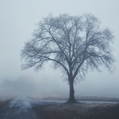 Linde im Nebel