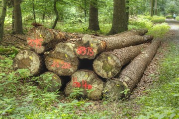 aufgestapelte markierte Baumstämme