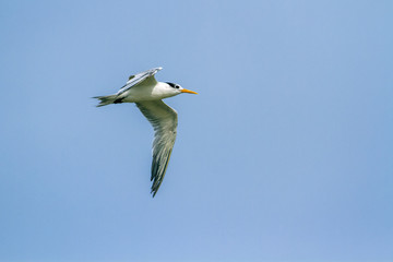Obraz premium Little tern in Kalpitiya, Sri Lanka