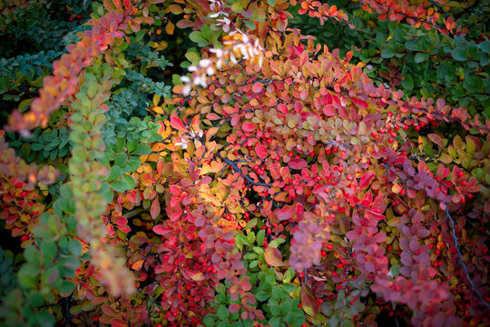 Barberry bush, colorful floral red background. Barberry berries on bush in autumn season, shallow focus. Autumn Park. The branch of a bush with fruits barberry.