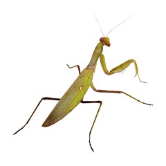 Mantis ordinary or religious mantis - large predatory insects with food adapted for grasping forelegs. Biggest and most common European mantis. Closeup, isolated on white background