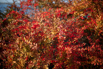 Barberry bush, colorful floral red background. Barberry berries on bush in autumn season, shallow focus. Autumn Park. The branch of a bush with fruits barberry.
