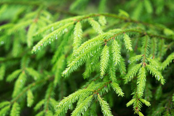 Spruce branches