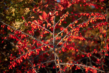 Barberry bush, colorful floral red background. Barberry berries on bush in autumn season, shallow focus. Autumn Park. The branch of a bush with fruits barberry.