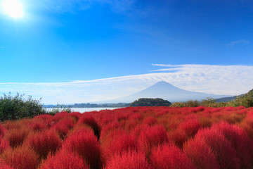 Fototapeta na wymiar 富士山と花畑3 