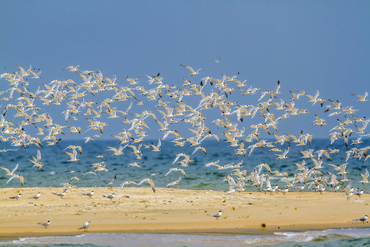 Little tern in Kalpitiya, Sri Lanka