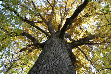 Oaktree