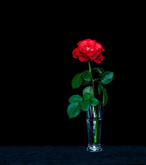 Amazing red rose in crystal vase on velvet textured table cloth. Floral wallpaper