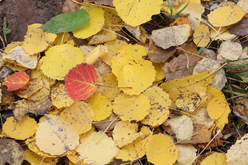 Fallen leaves of an aspen in the fall