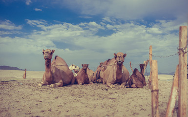 Camel sitting on sand dune with cloud blue sky. (vintage style)