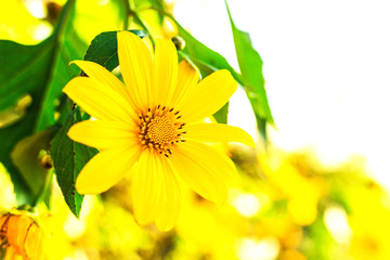 Obraz premium Beautiful yellow flowers. Thailand sunflowers. Tree marigold, Me