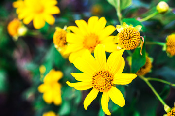 Beautiful yellow flowers. Thailand sunflowers. Tree marigold, Me
