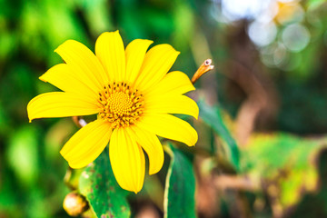 Beautiful yellow flowers. Thailand sunflowers. Tree marigold, Me