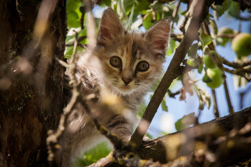 A colorful kitten climbing in the tree
