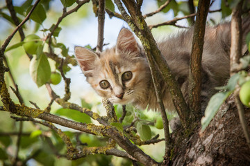 A colorful kitten climbing in the tree