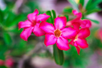 Red tropical flowers. Nature Background. Selective focus. Bokeh