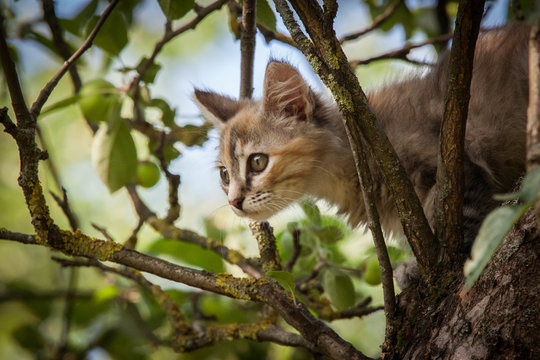 A colorful kitten climbing in the tree
