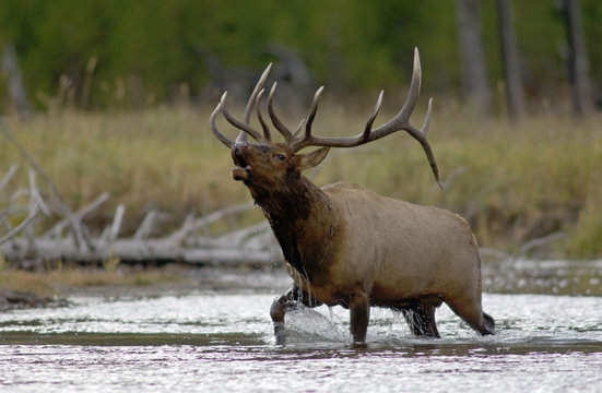 Elk (Cervus elaphus) bull in rut crossing river while calling / bugling. Yellowstone National Park, Wyoming, USA.