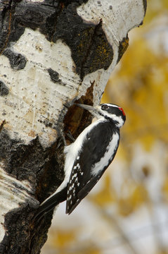 Hairy woodpecker (Picoides villosus) male on aspen tree. Grand Teton National Park, Wyoming, USA.