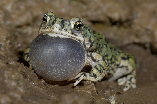 Western green toad (Bufo debilis) male calling, vocal sac inflated. Chiricahua Mountains, Arizona, USA.
