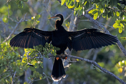 Female American Darter (Anhinga anhinga) drying wings on mangrove tree, Ding Darling National Wildlife Refuge, Sanibel Island, Florida, USA. December.