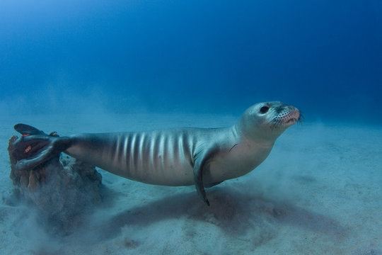 Hawaiian monk seal (Monachus schauinslandi), critically endangered, juvenile female. Mahukona, Kohala, Hawaiian Island, Central Pacific Ocean.