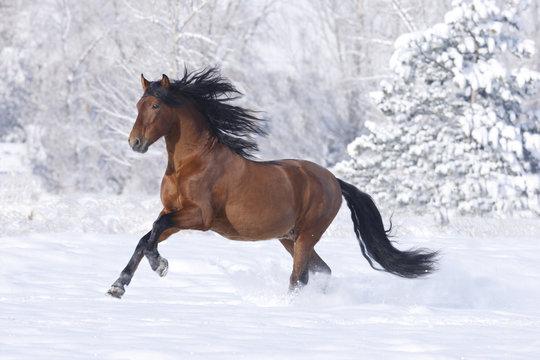 Bay Andalusian stallion running in the snow. Berthoud, Colorado, USA.