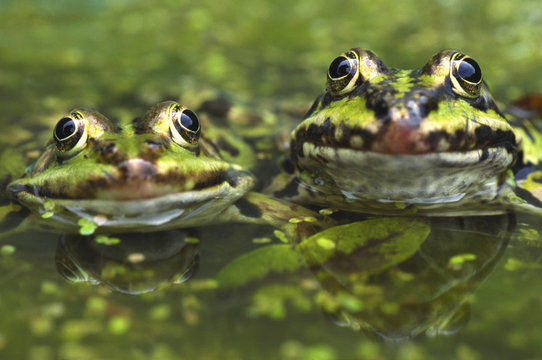 European edible frog (Rana esculenta) amongst duckweed, the Netherlands.