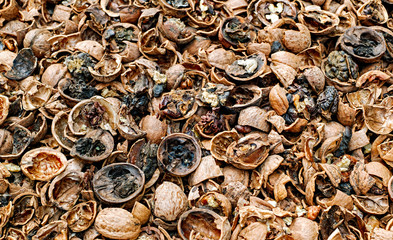 Cracked nuts infected with mold, top view.