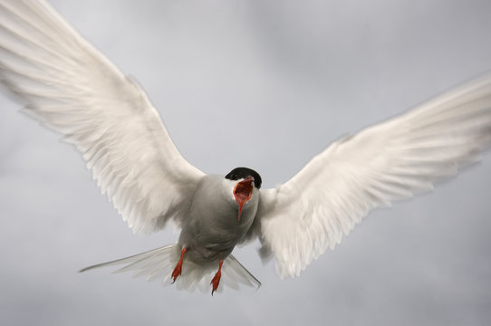 Arctic tern (Sterna paradisaea) in flight, calling, Farne Islands, Northumberland, UK. June.