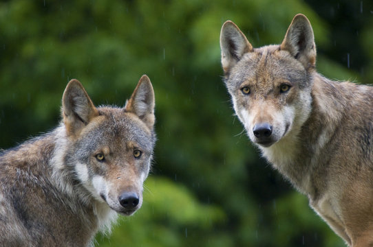 Two Grey wolves (Canis lupus) head portraits with damp coats from rain shower, captive.